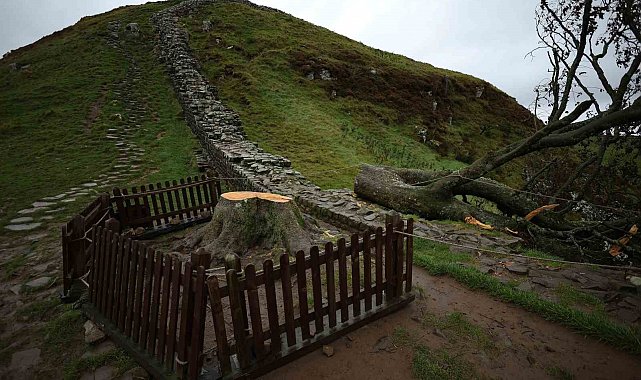 İngiltere'nin ikonik 'Sycamore Gap' ağacını kesen 2 kişiye hapis cezası
