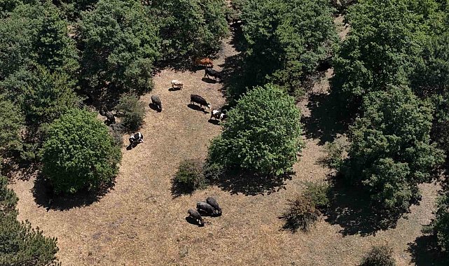 İnönü'deki manda yetiştiricileri kaliteli ve doğal ürünler için her gün hayvanları ile kilometrelerce yürüyor