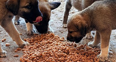 İnsanlara umut, can dostlara yuva