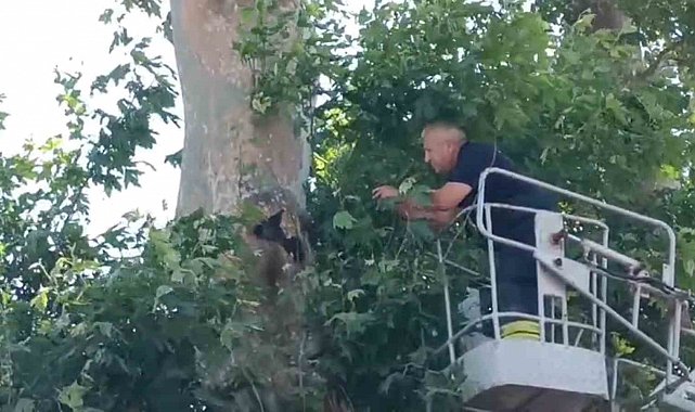 İple ağaçta asılı kalan karga kurtarıldı