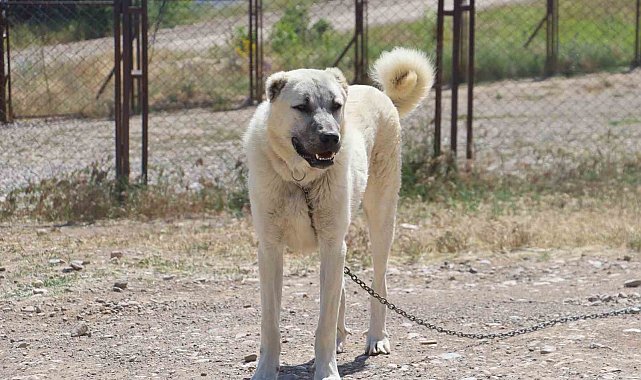 İri cüsseleriyle düşmanına korku salan Kangallar, masum hayvanlara merhametiyle de hayran bırakıyor