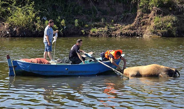 Irmağa düşen büyükbaş hayvan telef oldu