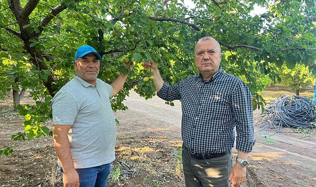 İspanya modeliyle 2 milyon liralık kayısısını kurtardı