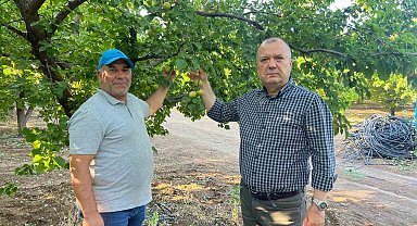 İspanya modeliyle 2 milyon liralık kayısısını kurtardı