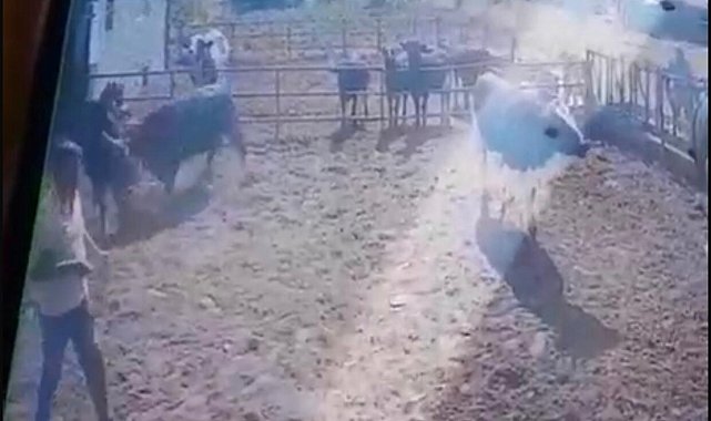 Isparta'da beslediği boğanın saldırısına uğrayan adam ağır yaralandı