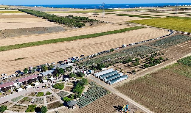 İstanbul'da Lavanta Hasat Şenliği