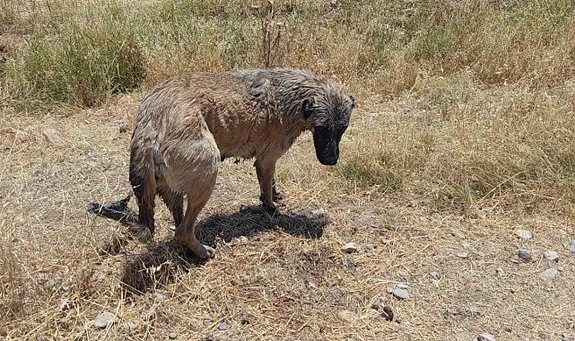 İtfaiye ekipleri kanala düşen köpeği kurtardı