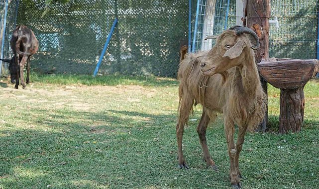 İzmir'de yangından kurtarılan hayvanlar Bursa'da tedaviye alındı