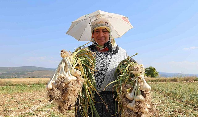 Kadın işçilerin kavurucu sıcakta zorlu Taşköprü sarımsağı mesaisi