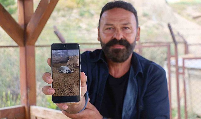 Kangal'ın koyun ve kuzu ile olan yakınlığı dikkat çekti