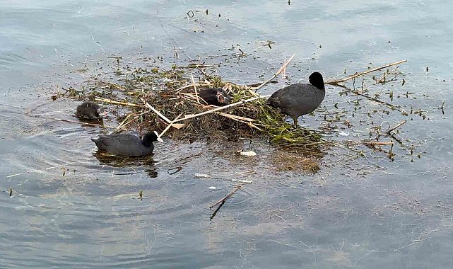 Karabatak su üzerine çalı ve ot taşıyarak yuva yaptı