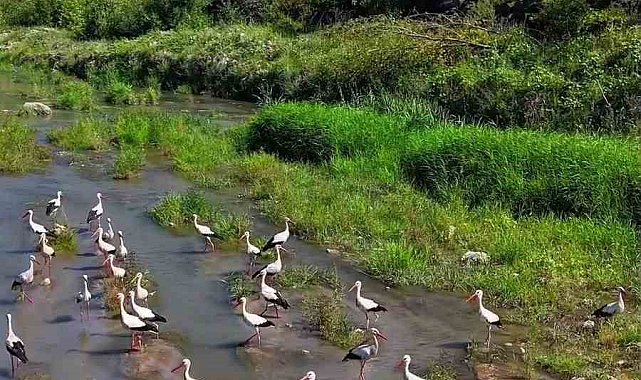 Karabük'te leylekler ve pelikan dronla görüntülendi