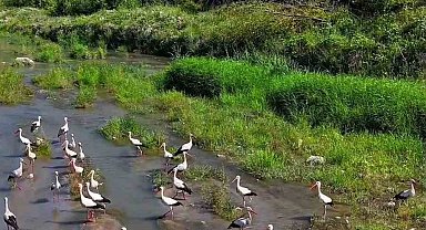 Karabük'te leylekler ve pelikan dronla görüntülendi