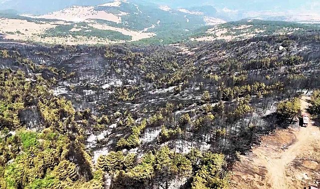 Karabük'te orman yangınının ardından yürek burkan manzara