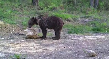 Karabük'te yiyecek arayan yaban hayvanları fotokapanla görüntülendi
