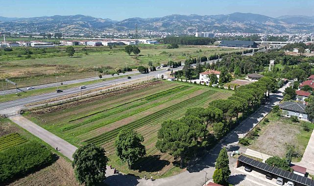 Karadeniz'in en büyük fidanlığı, yangın bölgelerine on binlerce fidan göndermeye hazır