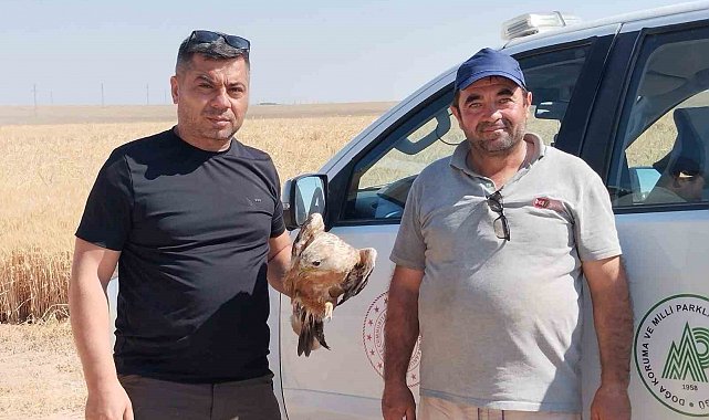 Karapınar'da yaralı şahin koruma altına alındı