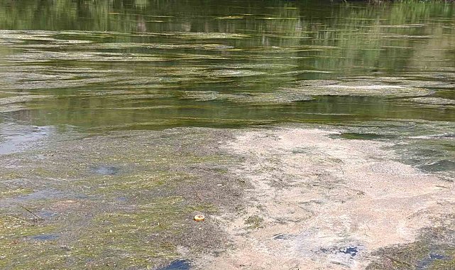 Kars Çayı'nı yosun bastı