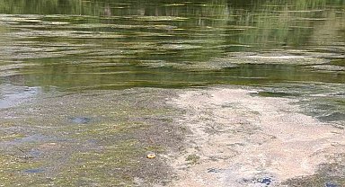 Kars Çayı'nı yosun bastı