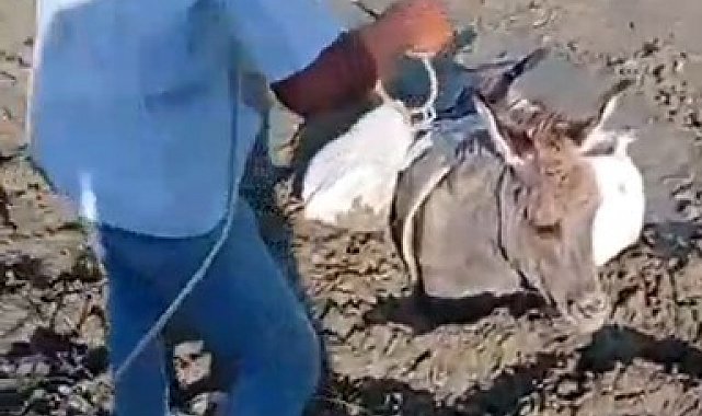 Kars'ta çamura saplanan eşek kurtarıldı