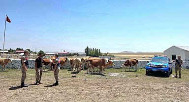 Kars'ta kaybolan büyükbaş hayvanlar bulundu