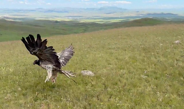 Kars'ta tedavileri tamamlanan yaban hayvanları doğayla buluştu