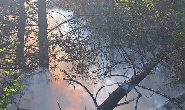 Kastamonu'da çıkan orman yangınında 2 dekar alan zarar gördü