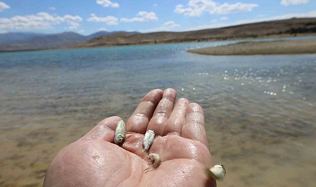 Kayseri'de baraj gölüne 600 bin yavru sazan bırakıldı