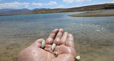 Kayseri'de baraj gölüne 600 bin yavru sazan bırakıldı