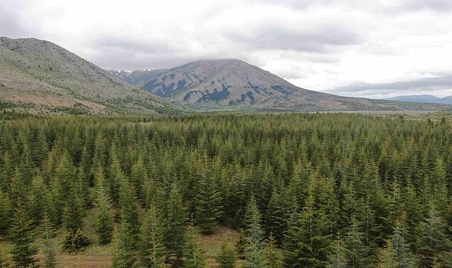Kayseri'de ormanlara giriş ve çıkışlar yasaklandı
