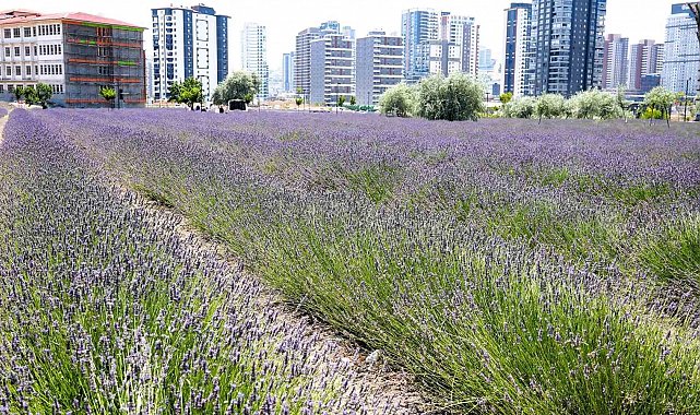 Keçiören'in lavanta ve gül bahçesi ziyaretçileri tarafından beğeni görüyor
