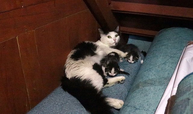 Kedi yavruları ile camiye sığındı