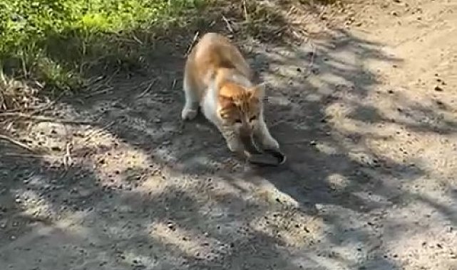 Kedinin yılanı avladığı anlar kamerada