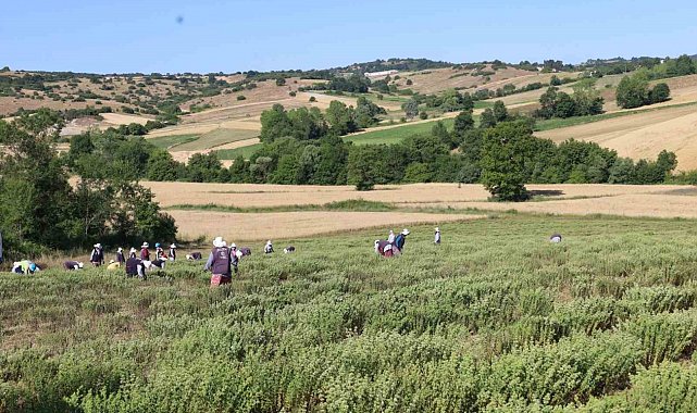 Kekik hasadı başladı, kullanım alanı çok fazla