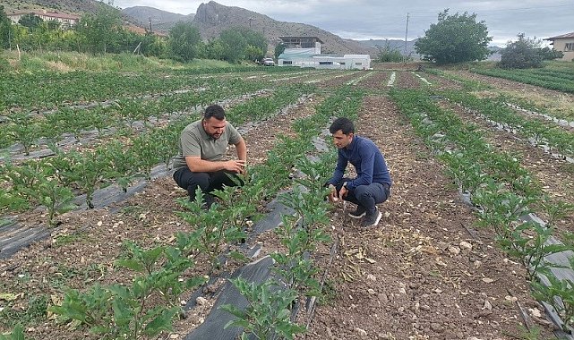 Kemah'ta modern yöntemlerle sebzecilik yapılıyor