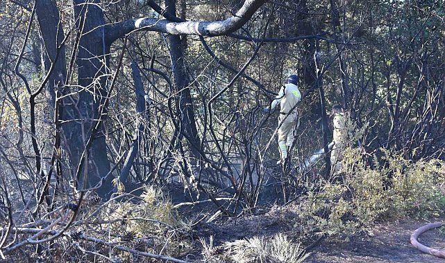 Kemalpaşa'da tırdan ormanlık arana sıçrayan yangın kontrol altında
