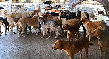 Kemer Belediyesi, Haziran'da 50 canı sahiplendirdi