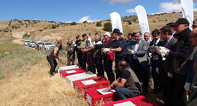 Kene savar keklikler doğaya salındı