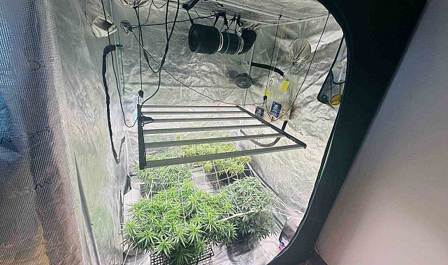 Kenevir yetiştirmek için kamp çadırını gizli sera yaptılar: 3 gözaltı