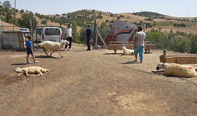 Kırıkkale'de iki ayrı besicinin 210 hayvanı telef oldu: 63 yaşındaki kadın gözyaşlarını tutamadı