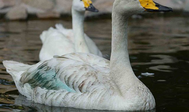 Kırıkkale'de Şehitler Parkı'nın simgesi: Zarif ve Zarife