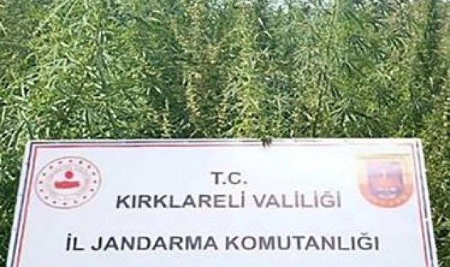 Kırklareli'nde 102 bin kök kenevir ele geçirildi
