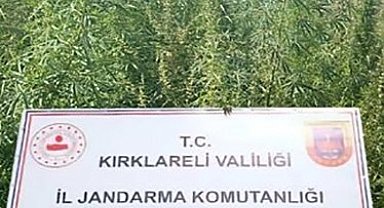 Kırklareli'nde 102 bin kök kenevir ele geçirildi