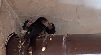 Kırlangıç ailesinin yuvası kahvehane oldu