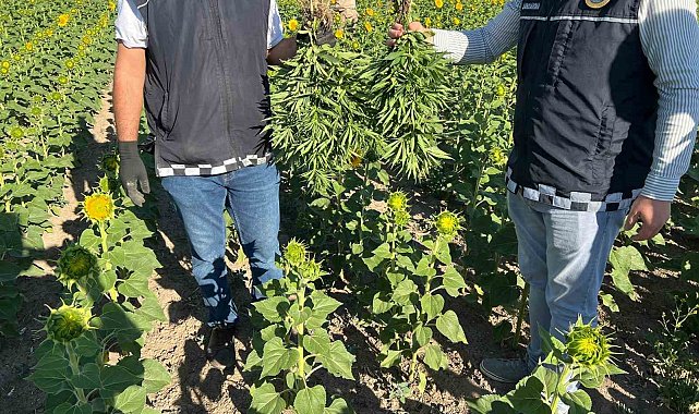 Kırşehir'de ayçiçeği tarlasında kenevir operasyonu: 2 gözaltı