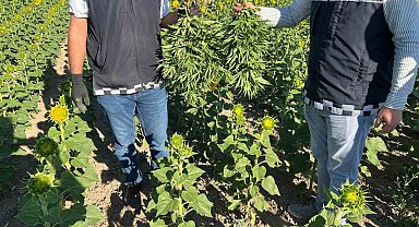 Kırşehir'de ayçiçeği tarlasında kenevir operasyonu: 2 gözaltı