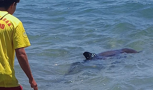 Kıyıya vuran yunus elbirliğiyle denize salındı