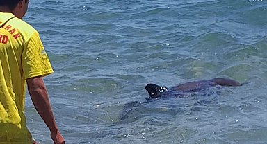 Kıyıya vuran yunus elbirliğiyle denize salındı