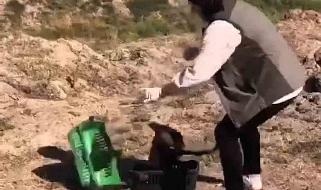 Kızıl şahin tekrar doğaya kavuştu