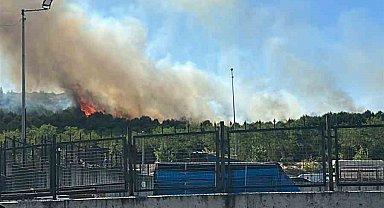 Kocaeli'de orman yangını çıktı